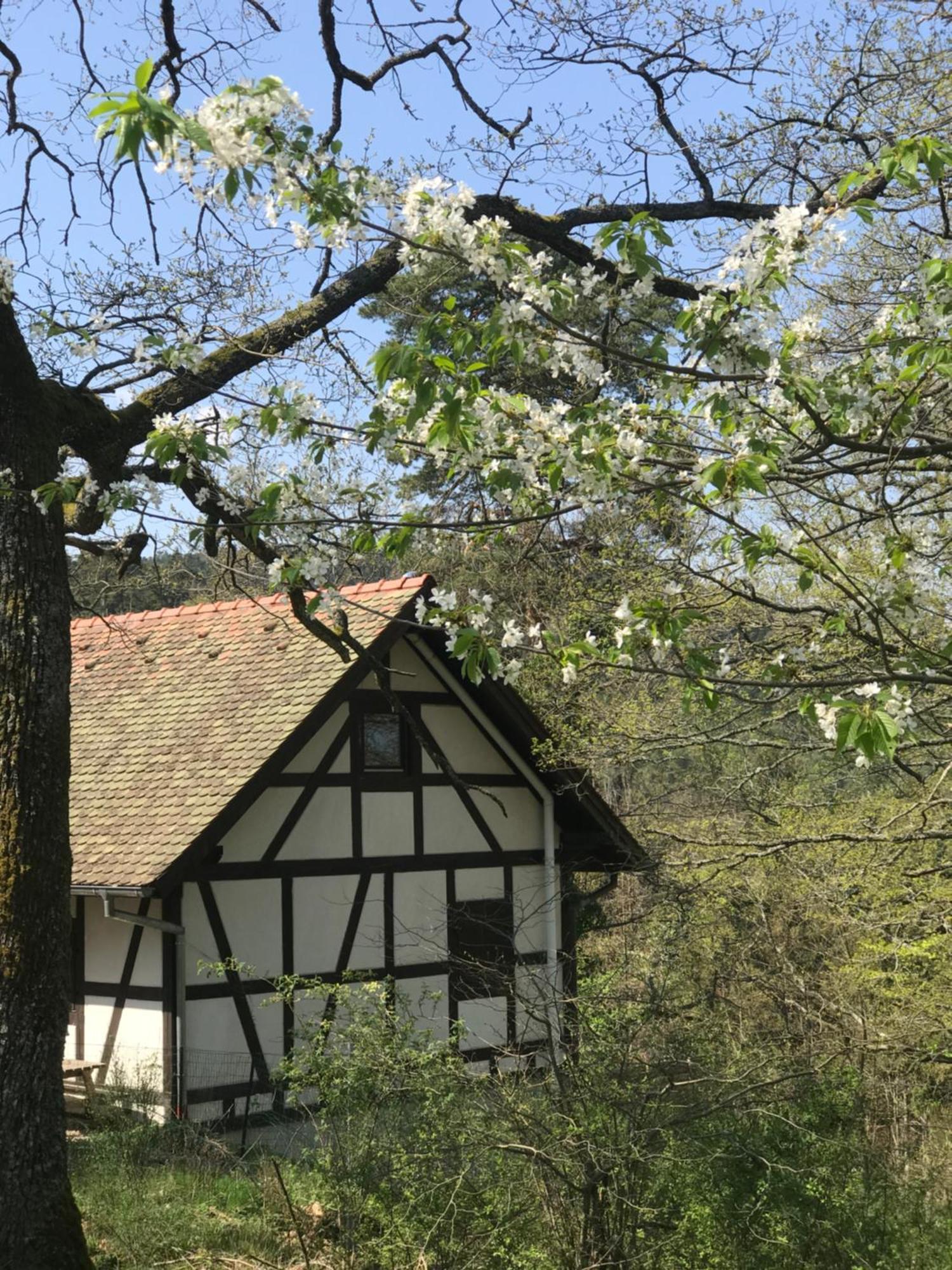Logis Du Haut-Koenigsbourg Thannenkirch Quarto foto